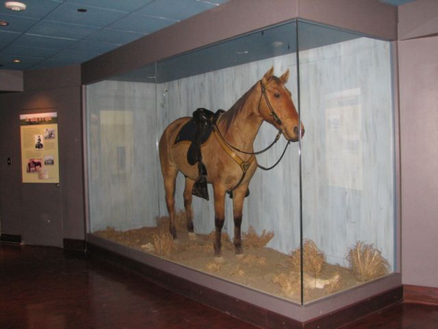 keogh's horse comanche at kansas university natural history museum